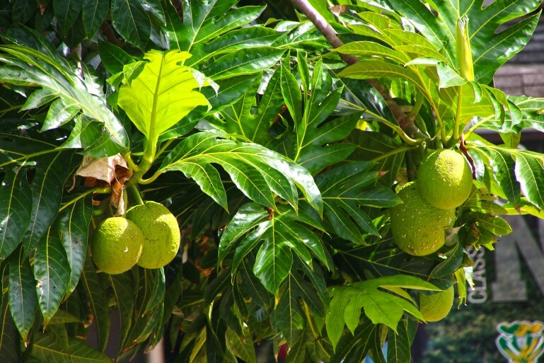 Hawaii Medicinal Plants