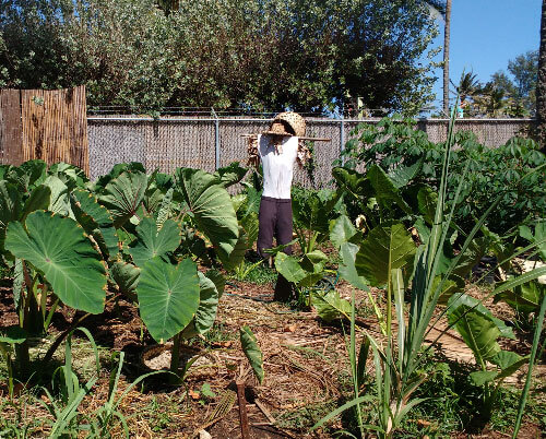 Samoan Gardening